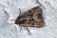 Mesapamea secalis | secalella