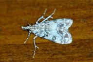 Eudonia lacustrata