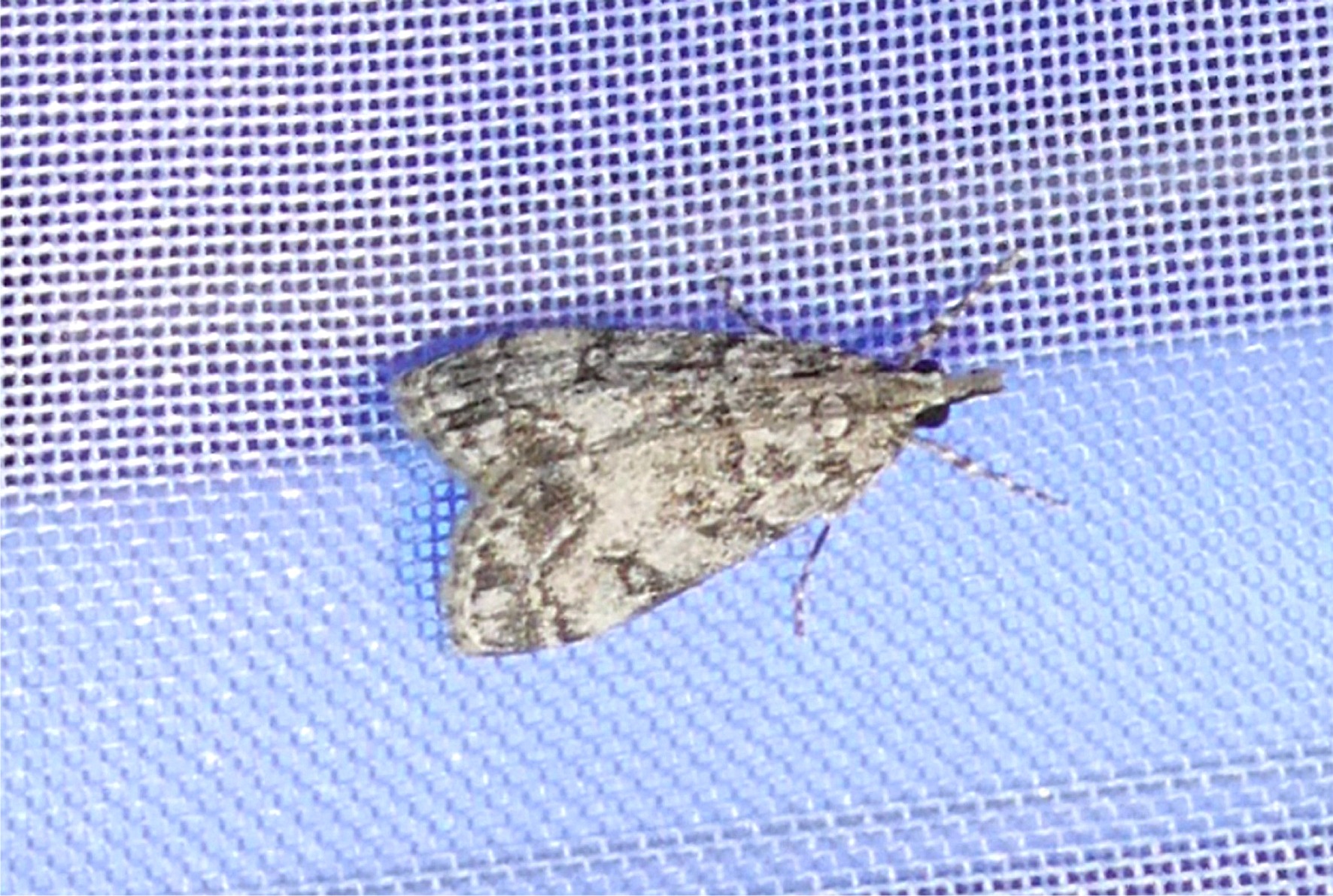 Eudonia lacustrata