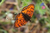 Melitaea didyma(♂)