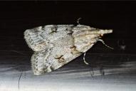 Scoparia basistrigalis