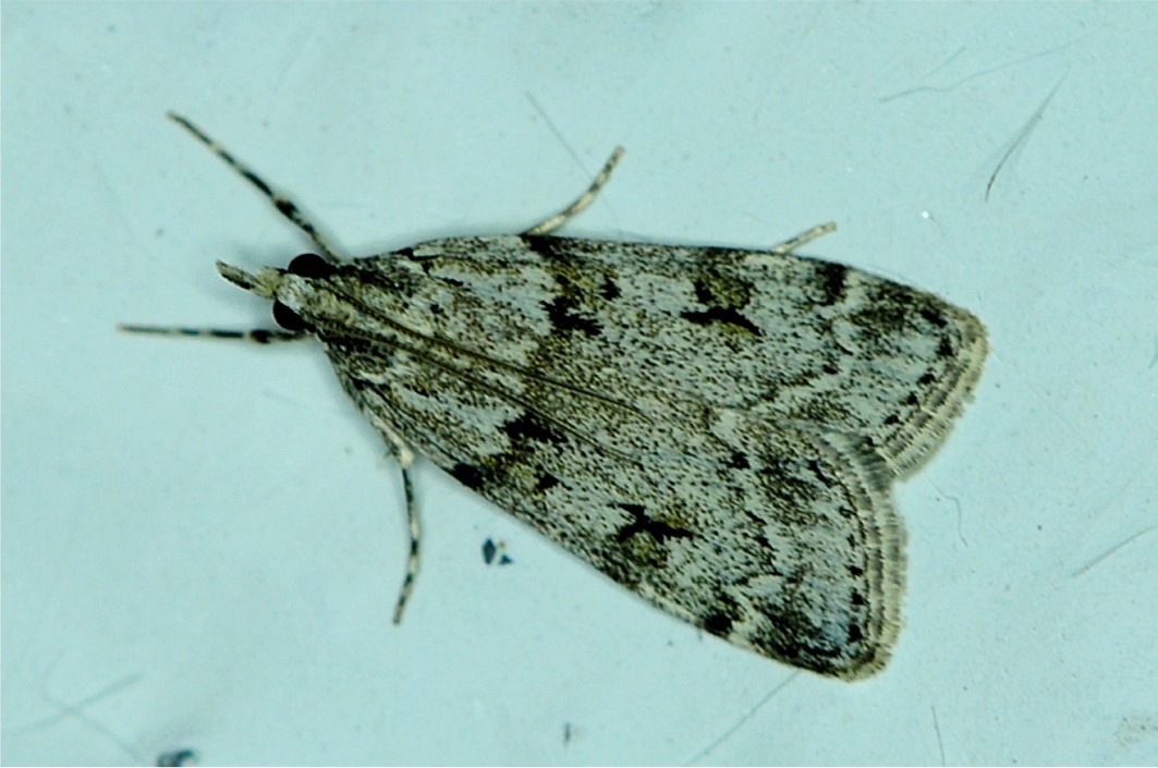 Scoparia basistrigalis