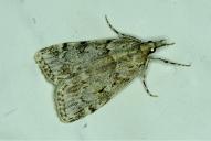 Scoparia basistrigalis