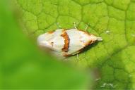 Aethes cnicana | rubigana