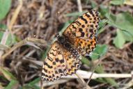 Melitaea didyma(♀)
