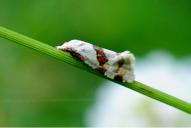 Aethes cnicana | rubigana