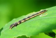 Xanthorhoe birivata (Raupe)