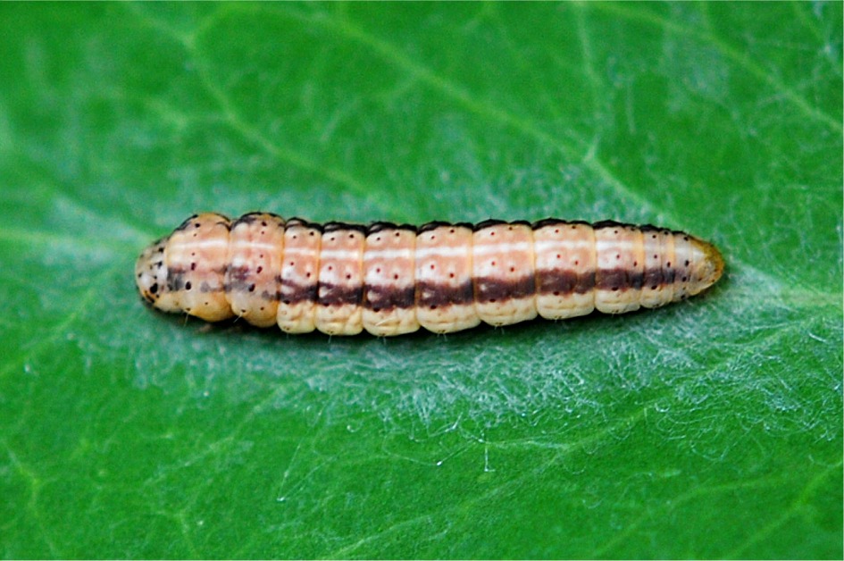 Anchinia daphnella