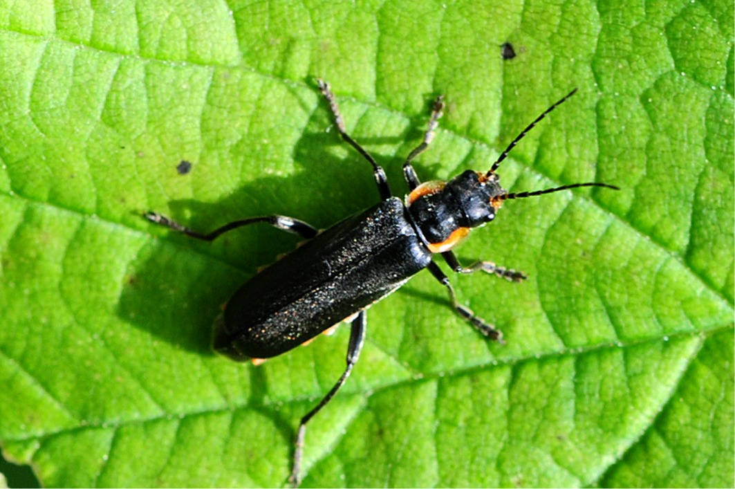 Cantharis obscura