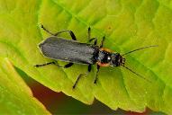 Cantharis obscura