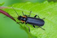 Cantharis obscura