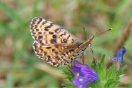 Melitaea didyma(♀)