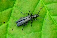 Oedemera tristis