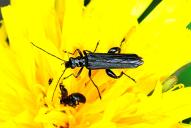 Oedemera tristis
