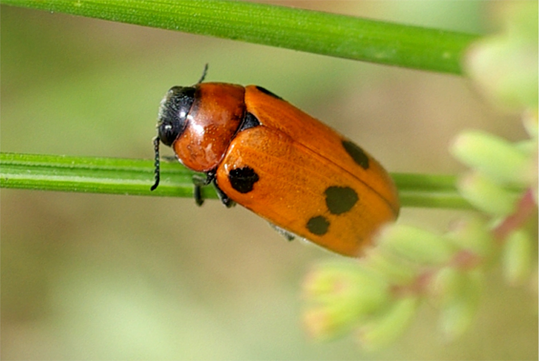 Tituboea sexmaculata