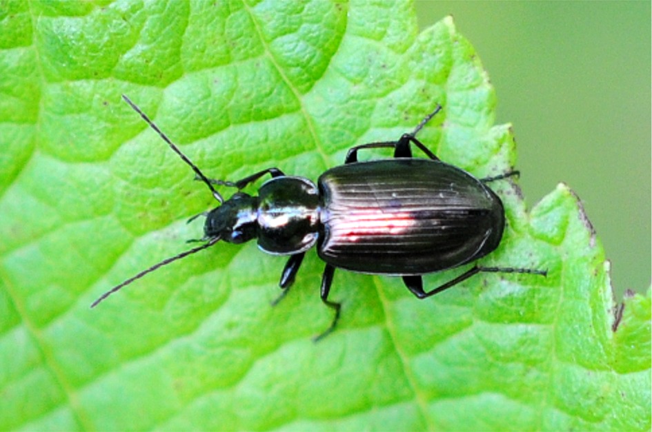 Agonum muelleri