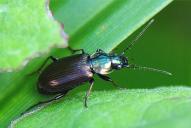 Agonum muelleri
