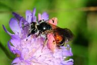 Andrena hattorfiana