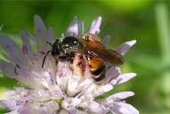 Andrena hattorfiana