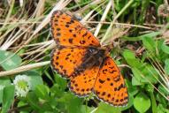 Melitaea didyma(♂)