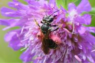 Andrena hattorfiana