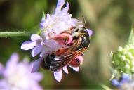 Andrena hattorfiana