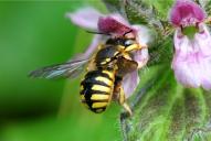 Anthidium manicatum