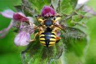 Anthidium manicatum