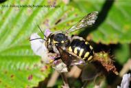 Anthidium manicatum