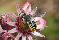 Anthidium manicatum