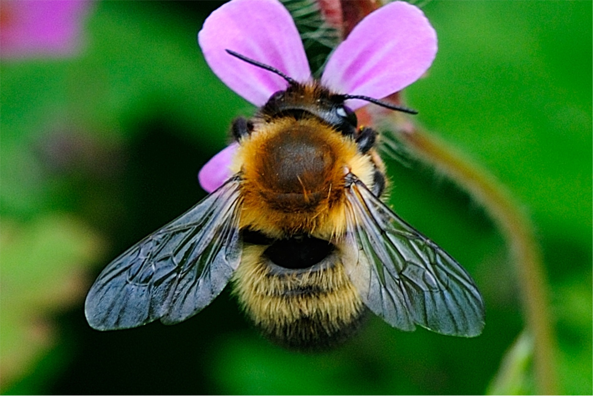 Megachile nigriventris