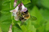 Megachile nigriventris