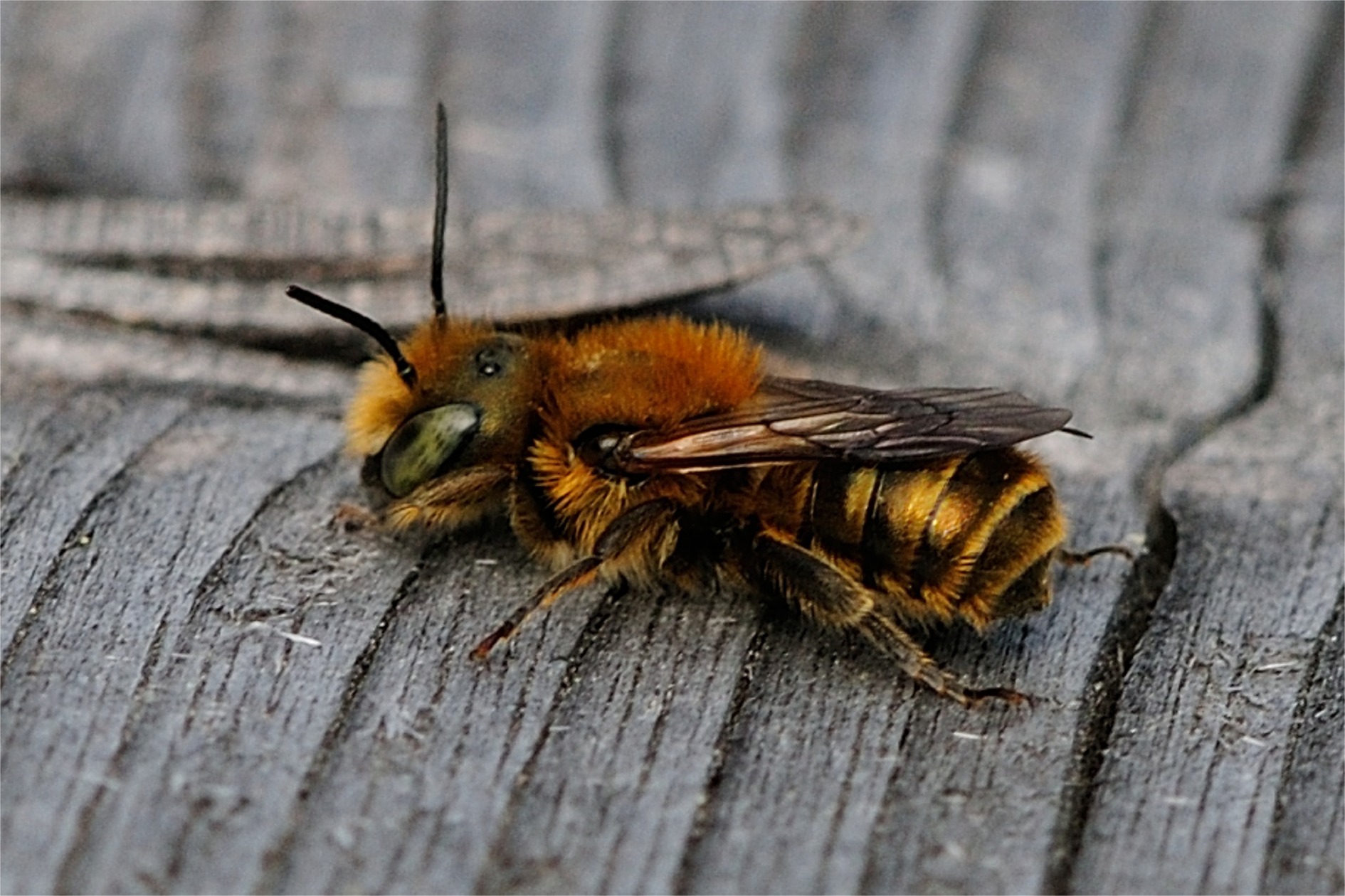 Osmia caerulescens