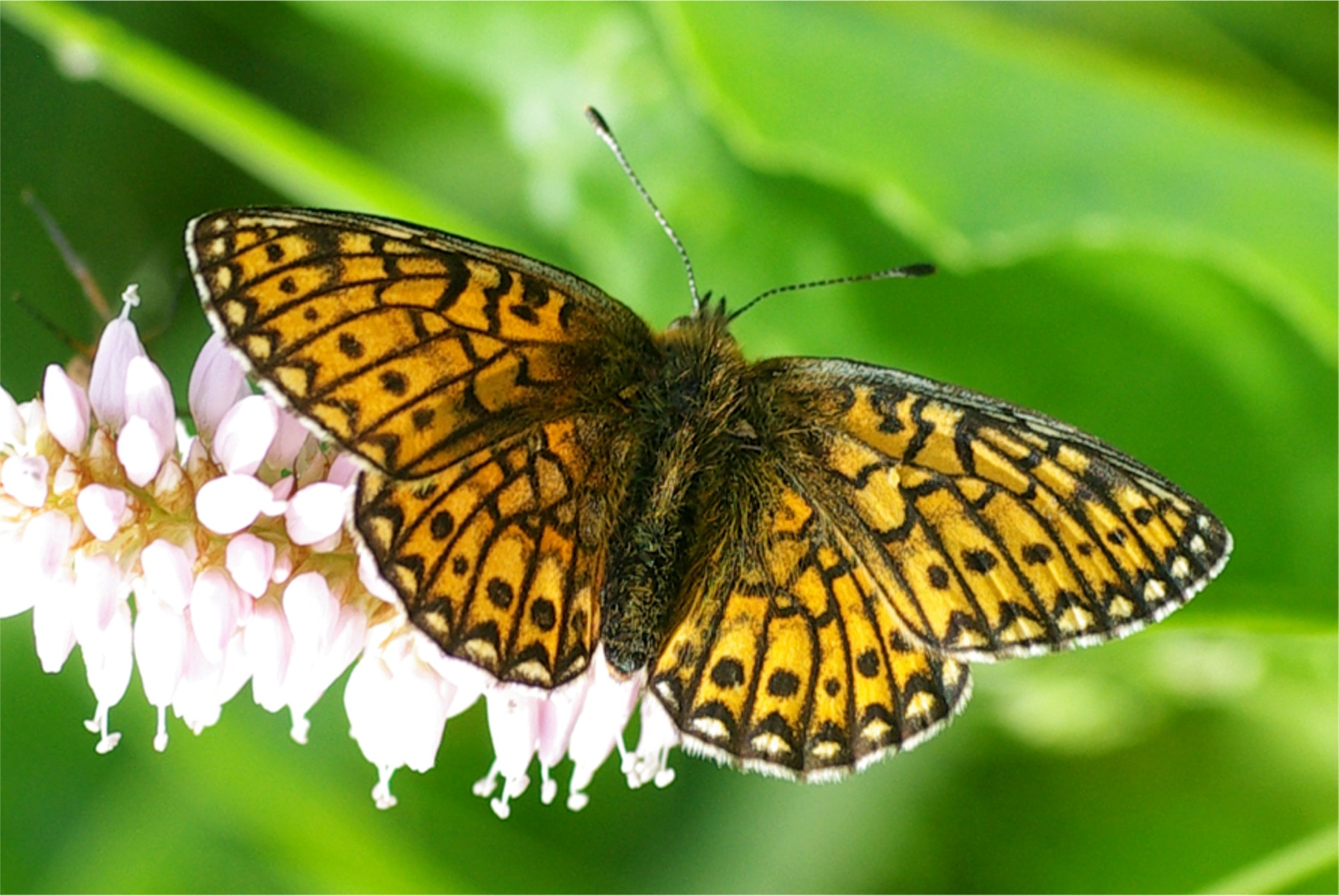 Boloria eunomia