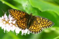 Boloria eunomia