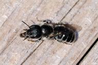 Osmia caerulescens