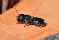 Osmia caerulescens