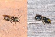 Osmia caerulescens