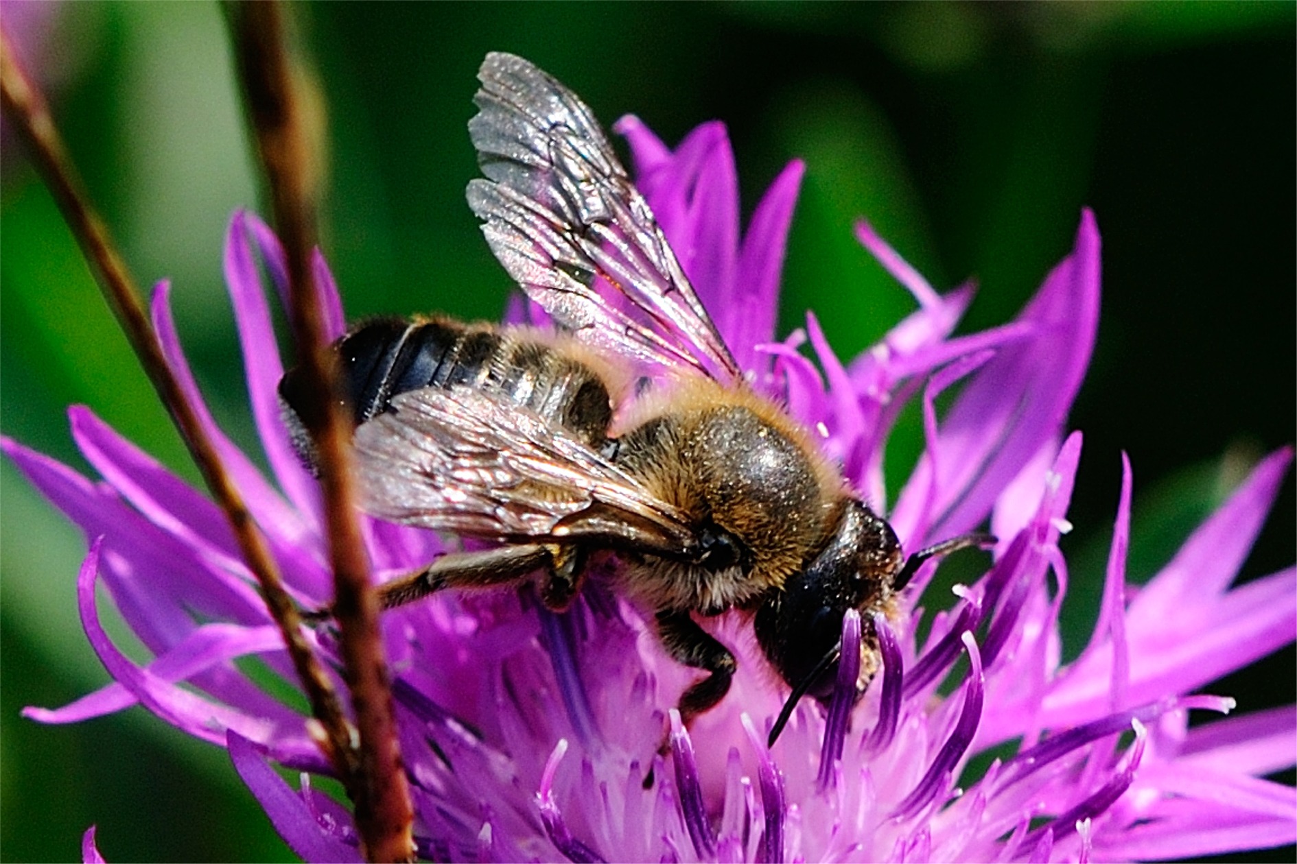 Megachile ligniseca