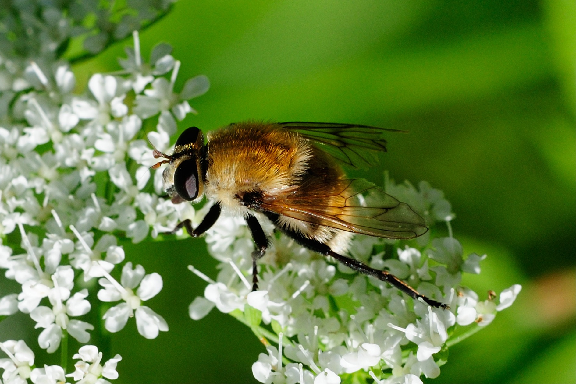 Criorhina berberina oxyacanthae