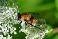 Criorhina berberina oxyacanthae