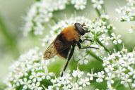 Criorhina berberina oxyacanthae