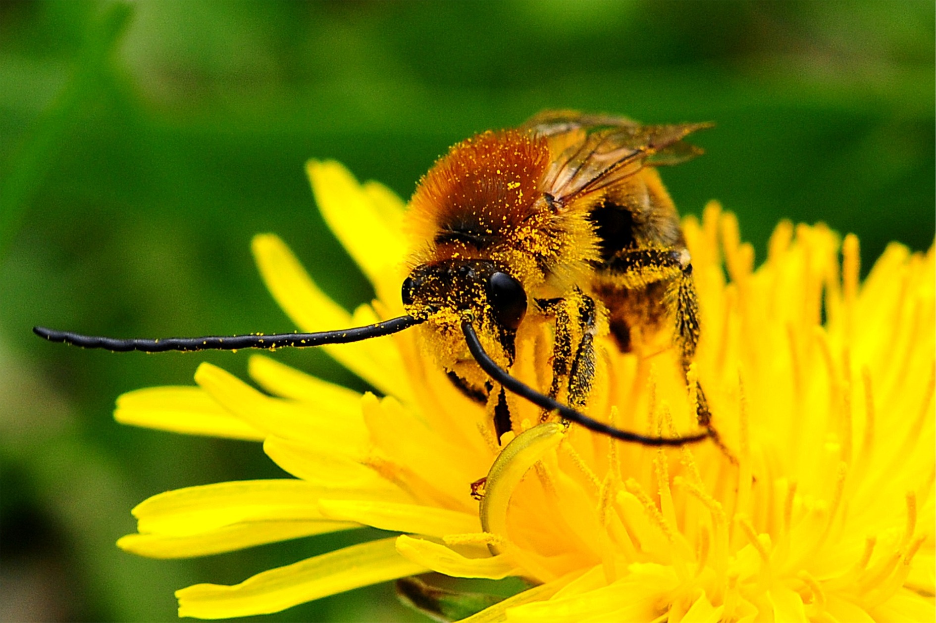 Eucera longicornis | nigrescens