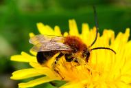 Eucera longicornis | nigrescens