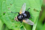 Tachina grossa(♂)