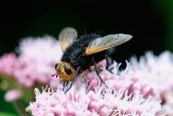 Tachina grossa