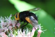 Tachina grossa(♀)