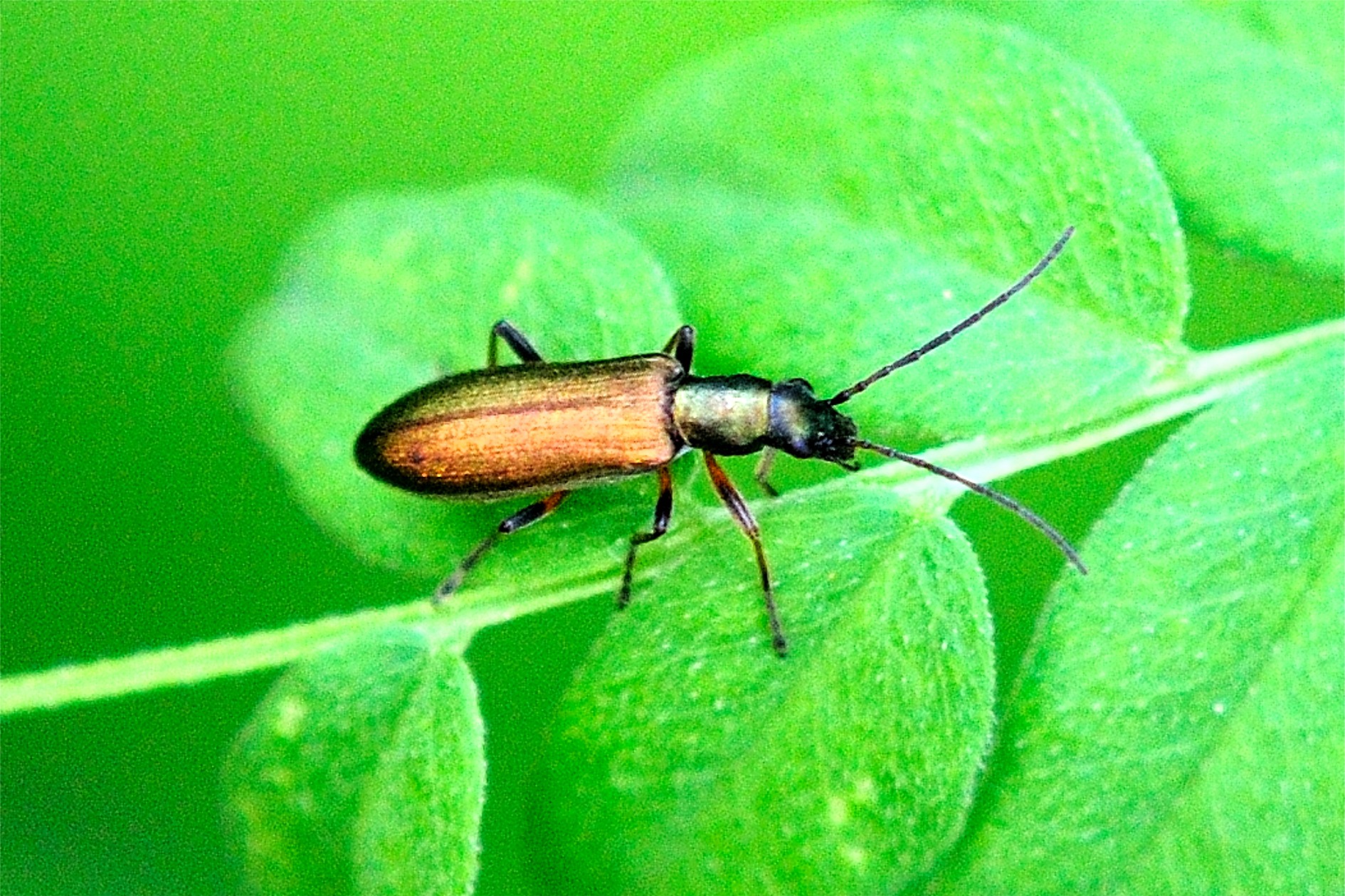 Chrysanthia geniculata (nigricornis)