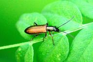 Chrysanthia geniculata (nigricornis)