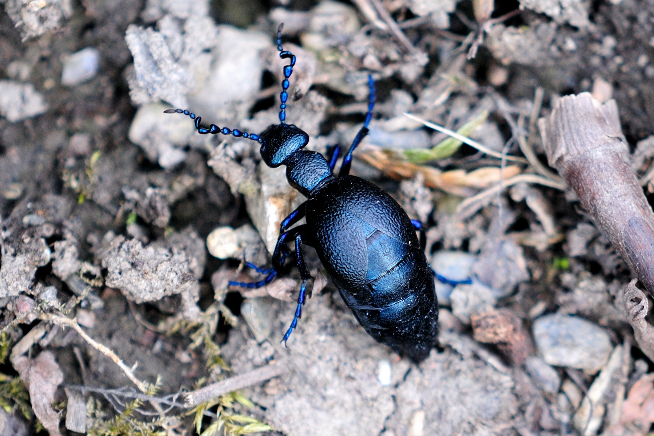 Meloe proscarabaeus(♂)